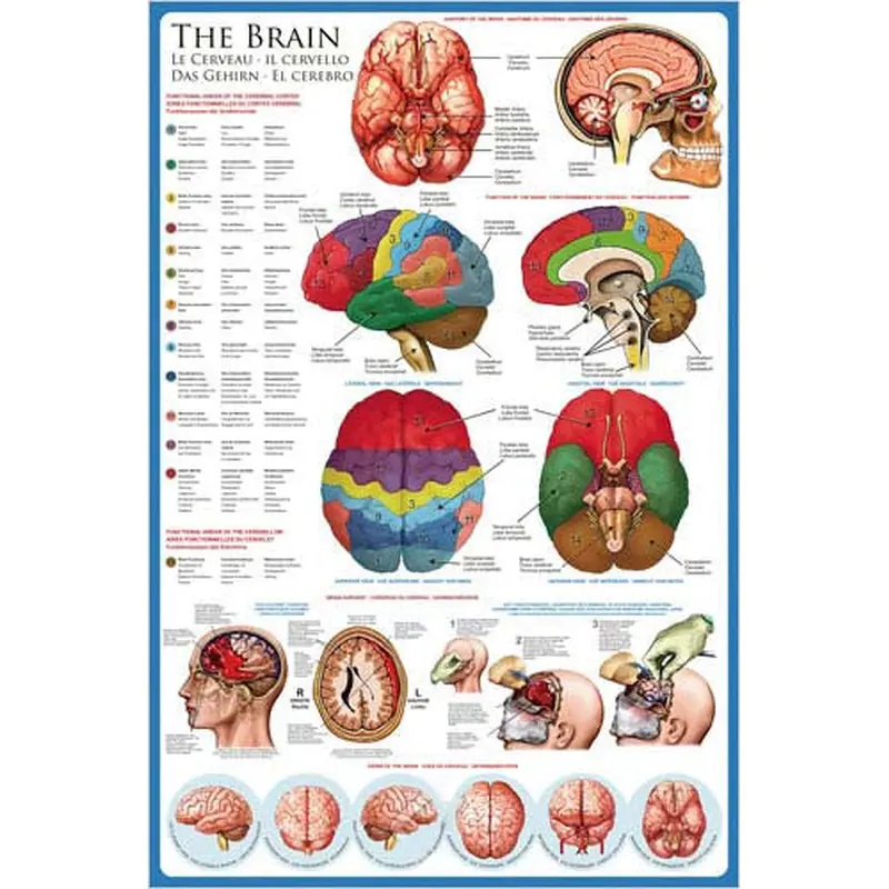 Anatomy of The Human Brain Wall Chart Poster - Eurographics