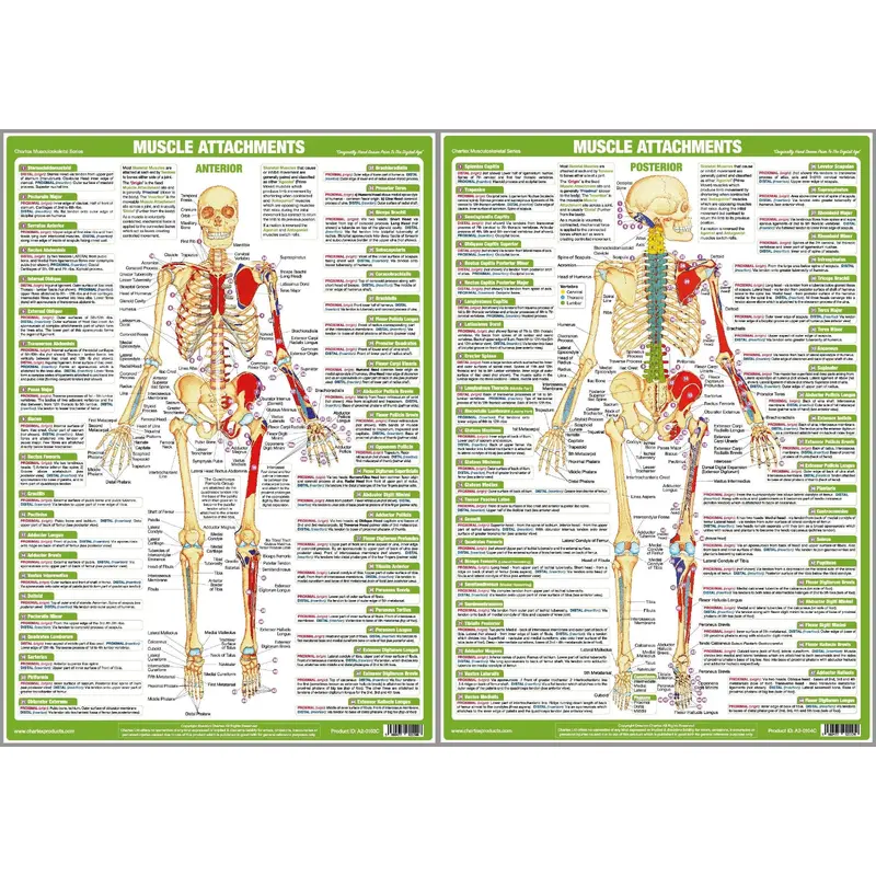 Major Muscle Attachments Human Physical Anatomy 2-Poster Combo Set - Chartex Ltd