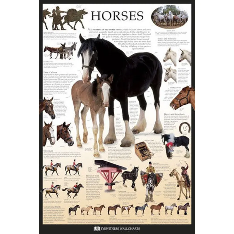Horses Educational Poster - DK Eyewitness Wallcharts/Pyramid